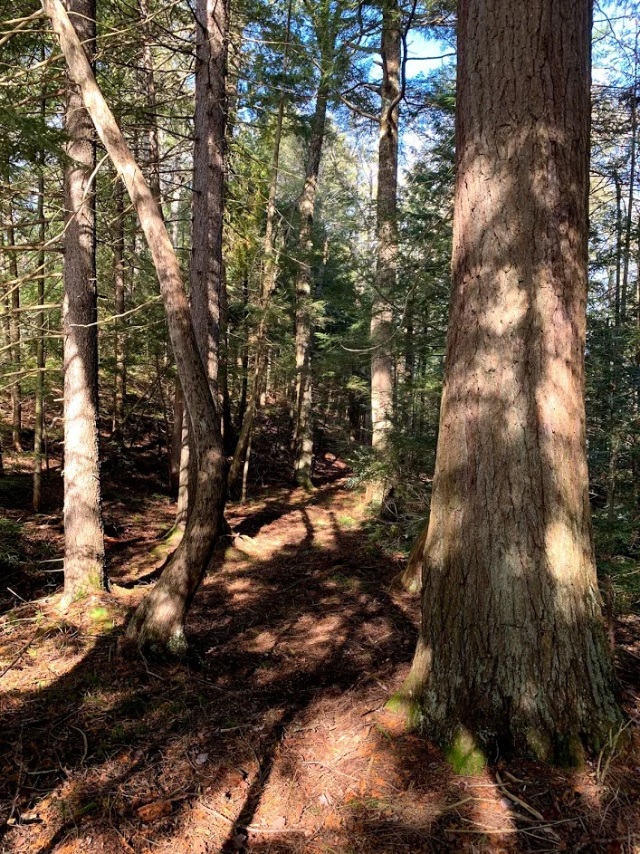 Gestes inappropriés dans la Forêt de la Seigneurie de Lotbinière