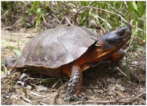 Tortue des bois