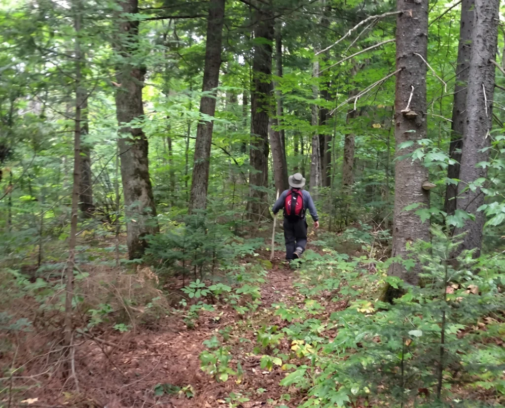 Randonneur sur un sentier boisé de la Forêt de la Seigneurie de Lotbinière