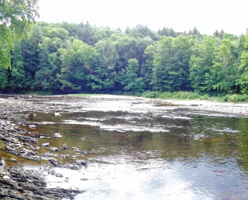 Milieu humide et rivière dans la Forêt de la Seigneurie de Lotbinière