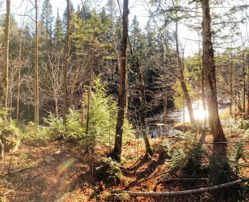 Rivière et forêt au lever du soleil, Forêt de la Seigneurie de Lotbinière
