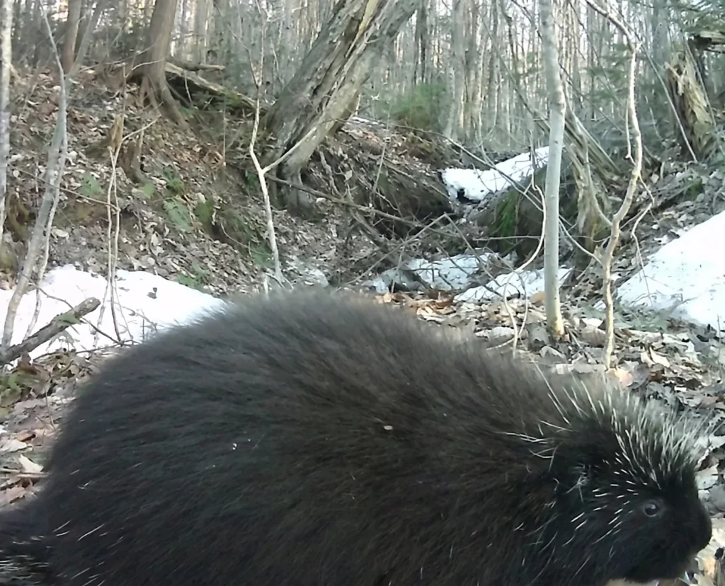 Porc-épic dans la Forêt de la Seigneurie de Lotbinière