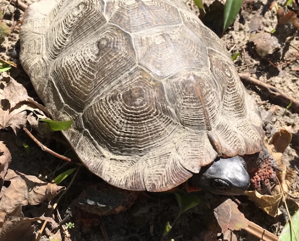 Tortue des bois dans la Forêt de la Seigneurie de Lotbinière