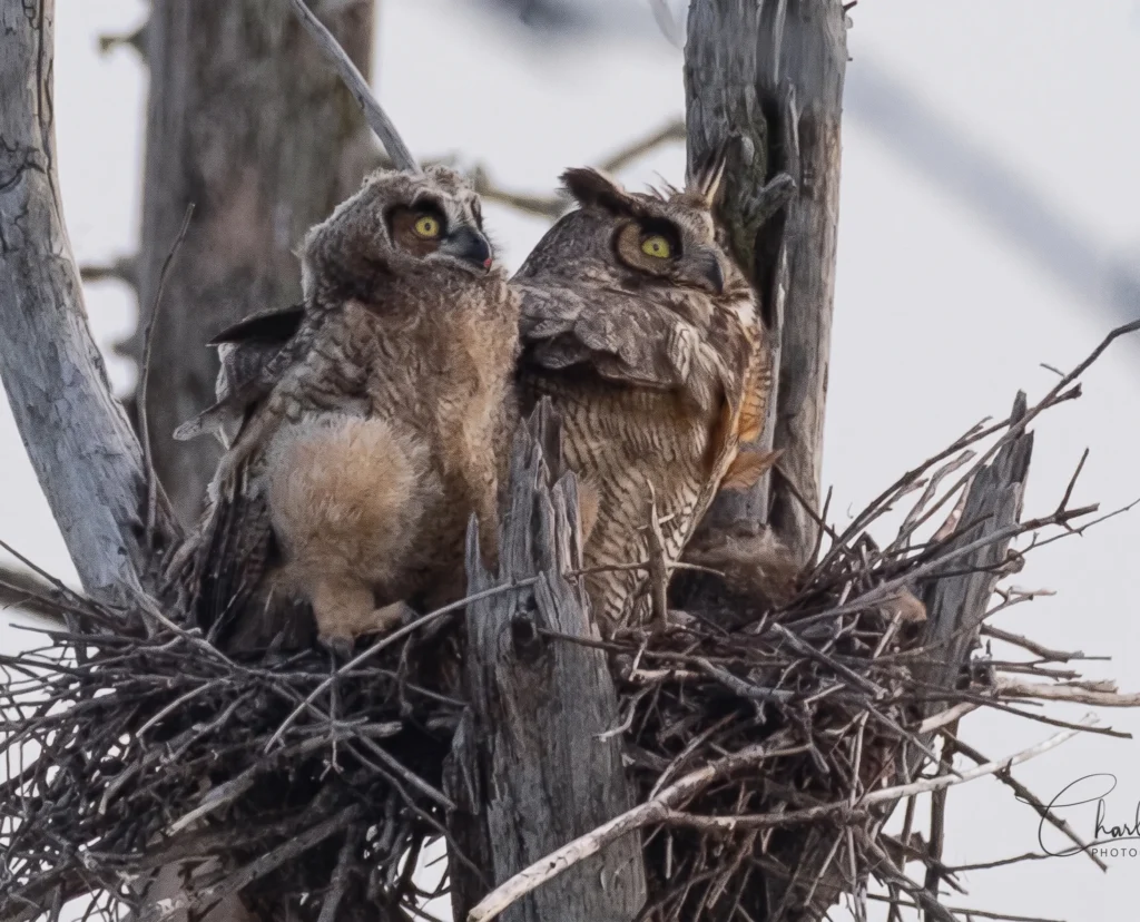 Grands-ducs d'Amérique au nid dans la Forêt de la Seigneurie de Lotbinière