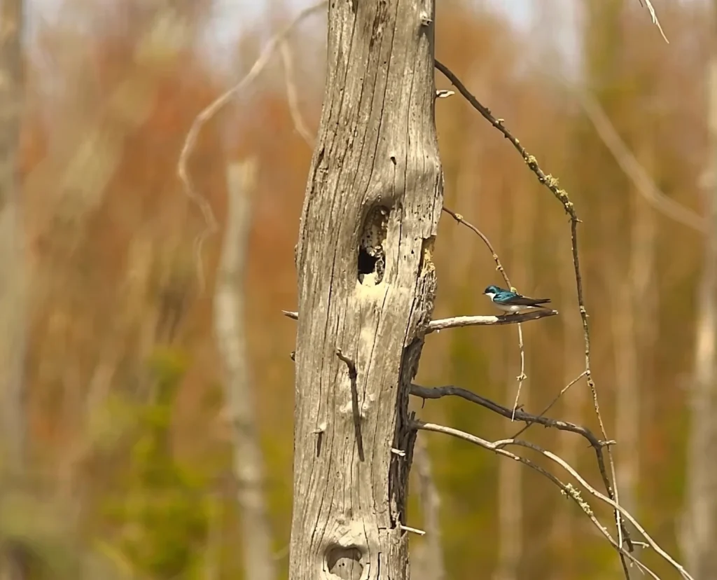 Oiseau perché sur un arbre mort, Forêt de la Seigneurie de Lotbinière