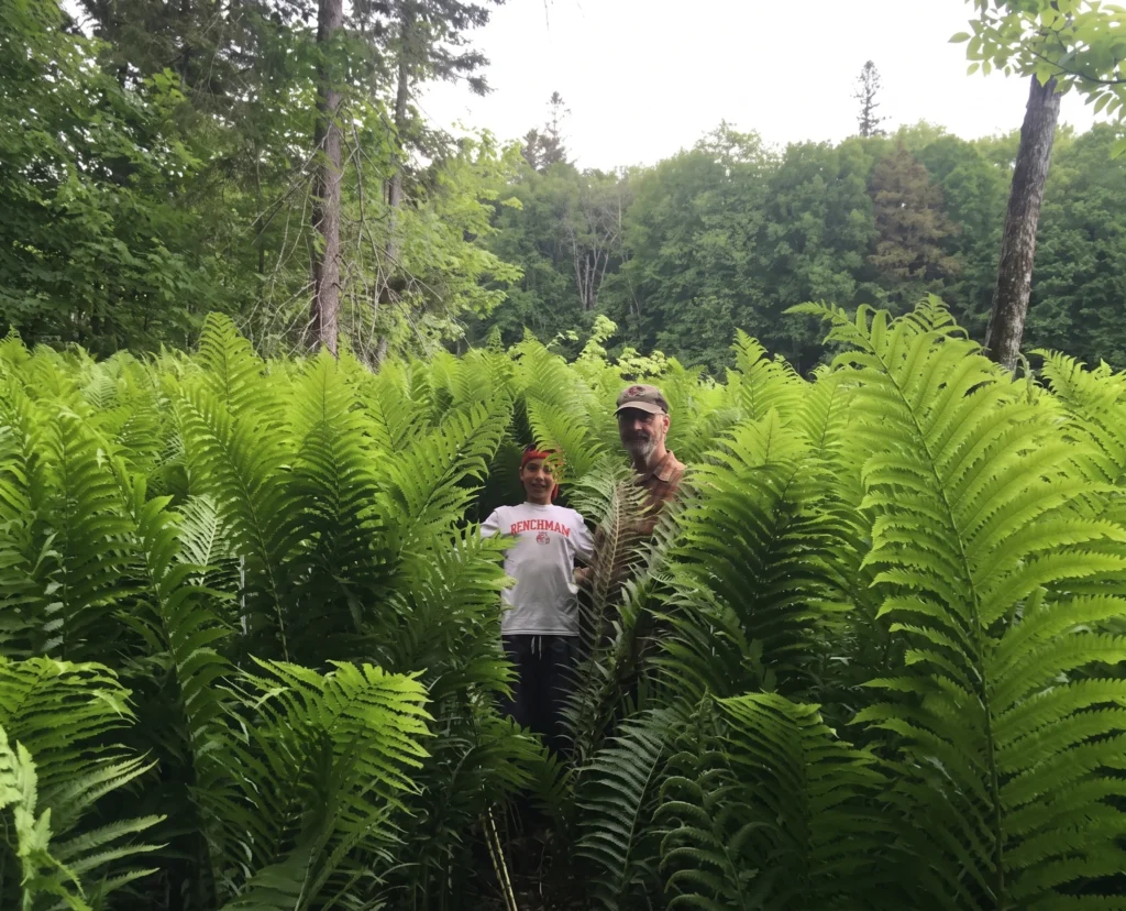 Randonneurs parmi les fougères de la Forêt de la Seigneurie de Lotbinière
