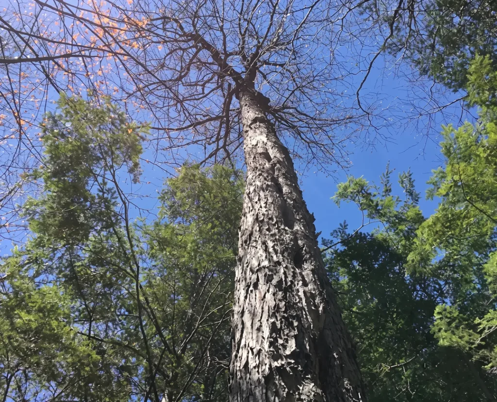 Grands pins dans la Forêt de la Seigneurie de Lotbinière