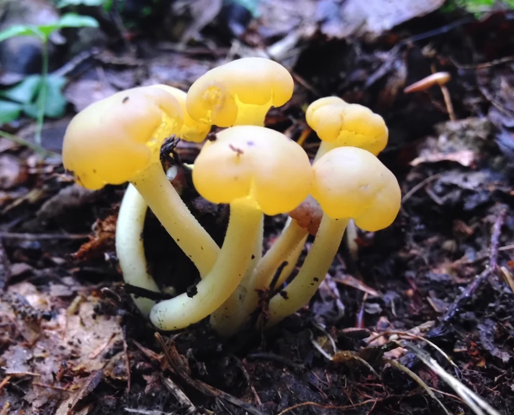 Champignons sur le sol forestier de la Forêt de la Seigneurie de Lotbinière