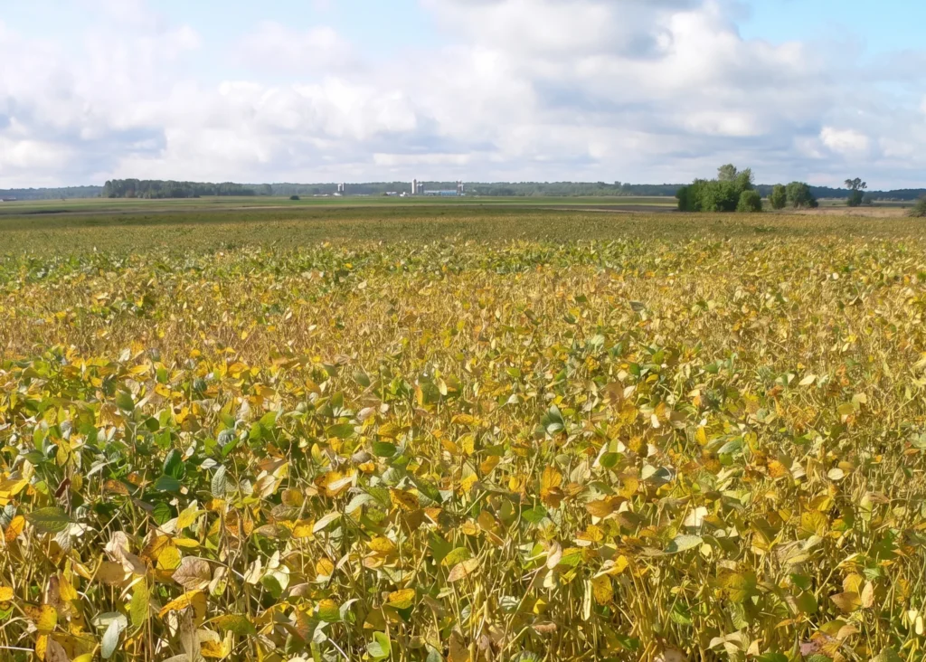La plaine agricole à Saint-Édouard-de-Lotbinière